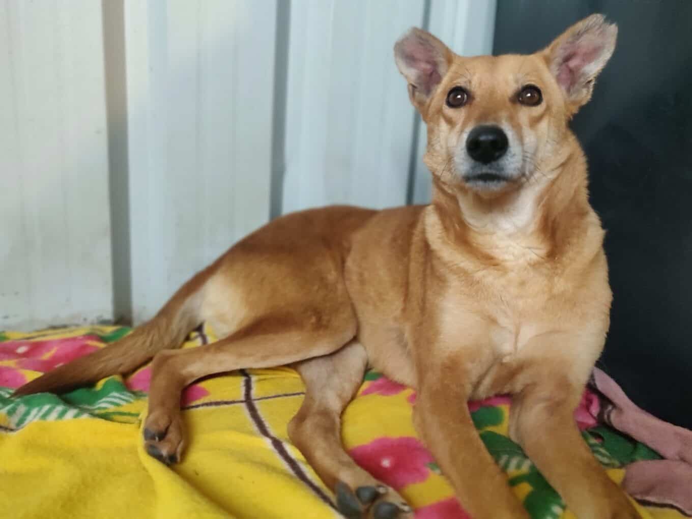 Sarvoham Animal Foundation | Help injured dogs in Bangalore