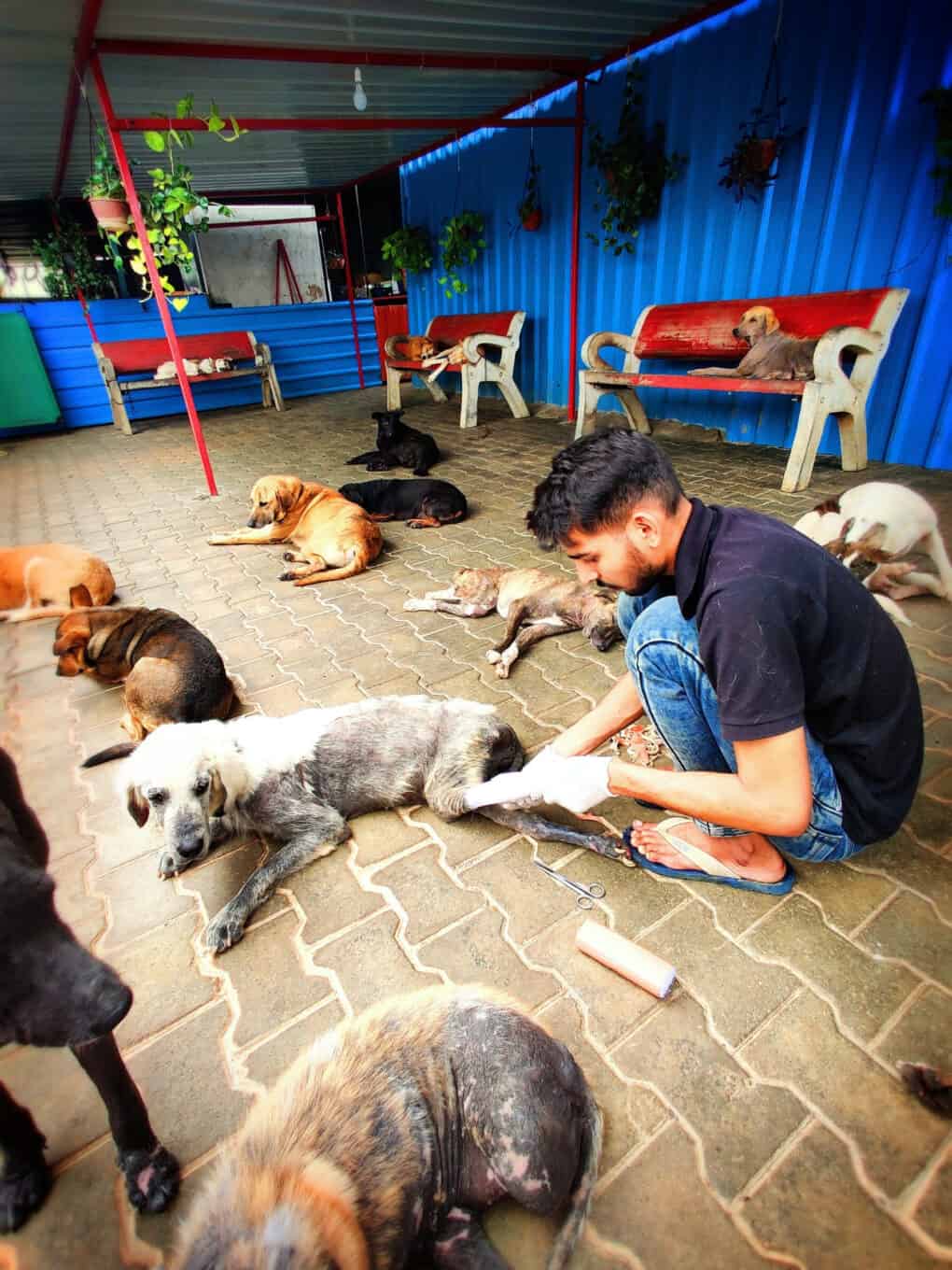 Sarvoham Animal Foundation | Help injured dogs in Bangalore